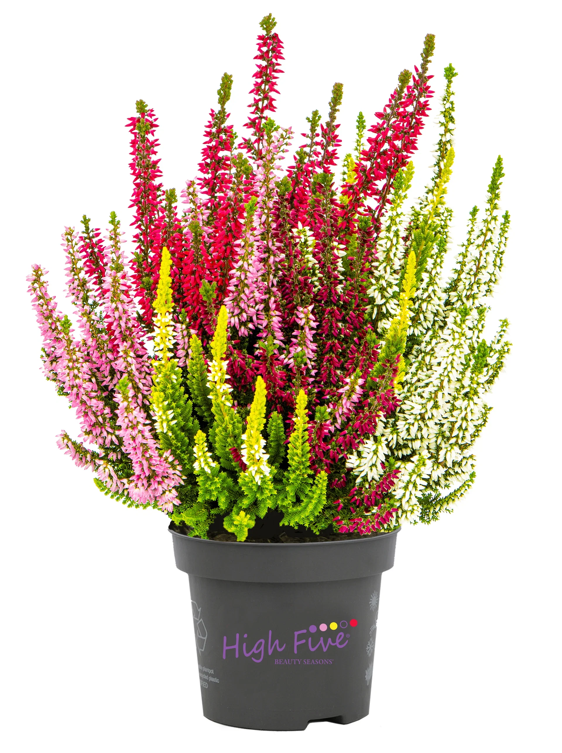 Calluna vulgaris (Beauty Ladies Series) 'High Five'