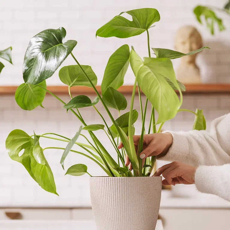 Monstera (vindusblad) – fakta og råd om stell 