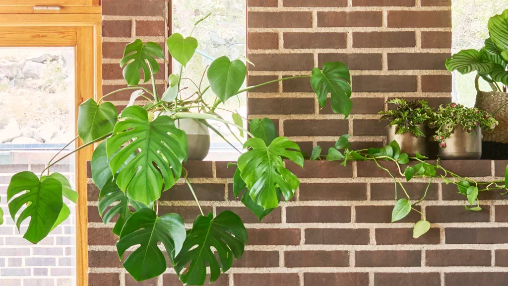 Monstera (vindusblad) – fakta og råd om stell 