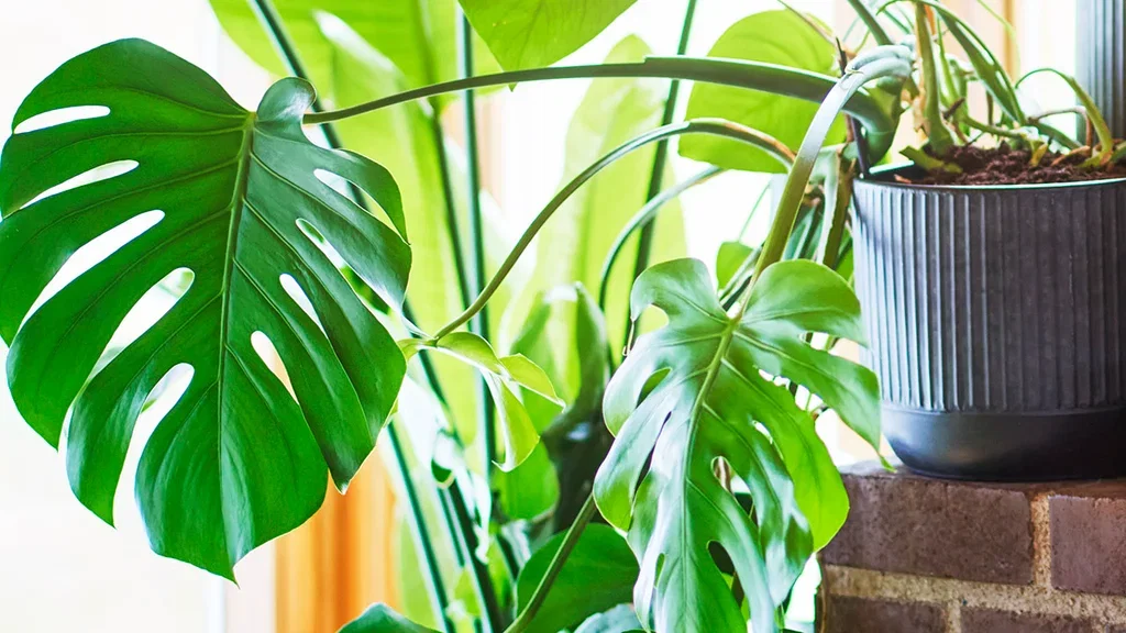 Monstera (vindusblad) – fakta og råd om stell 