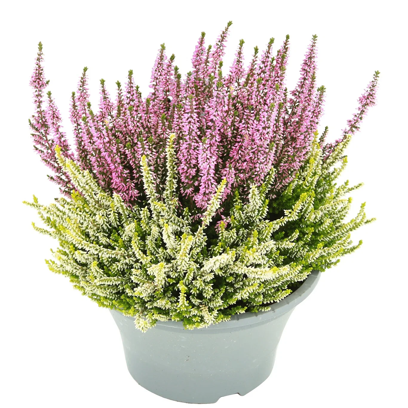 Calluna  'Colour Crown' 23 cm
