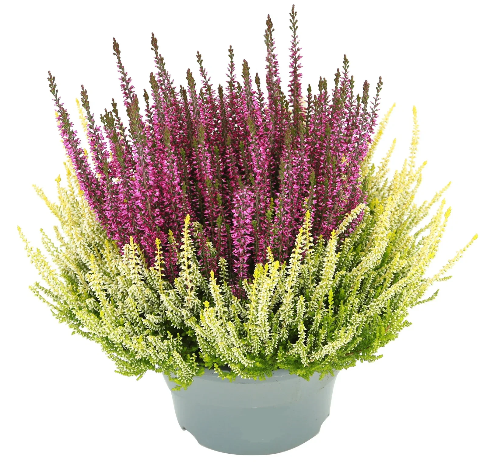Calluna  'Colour Crown' 23 cm