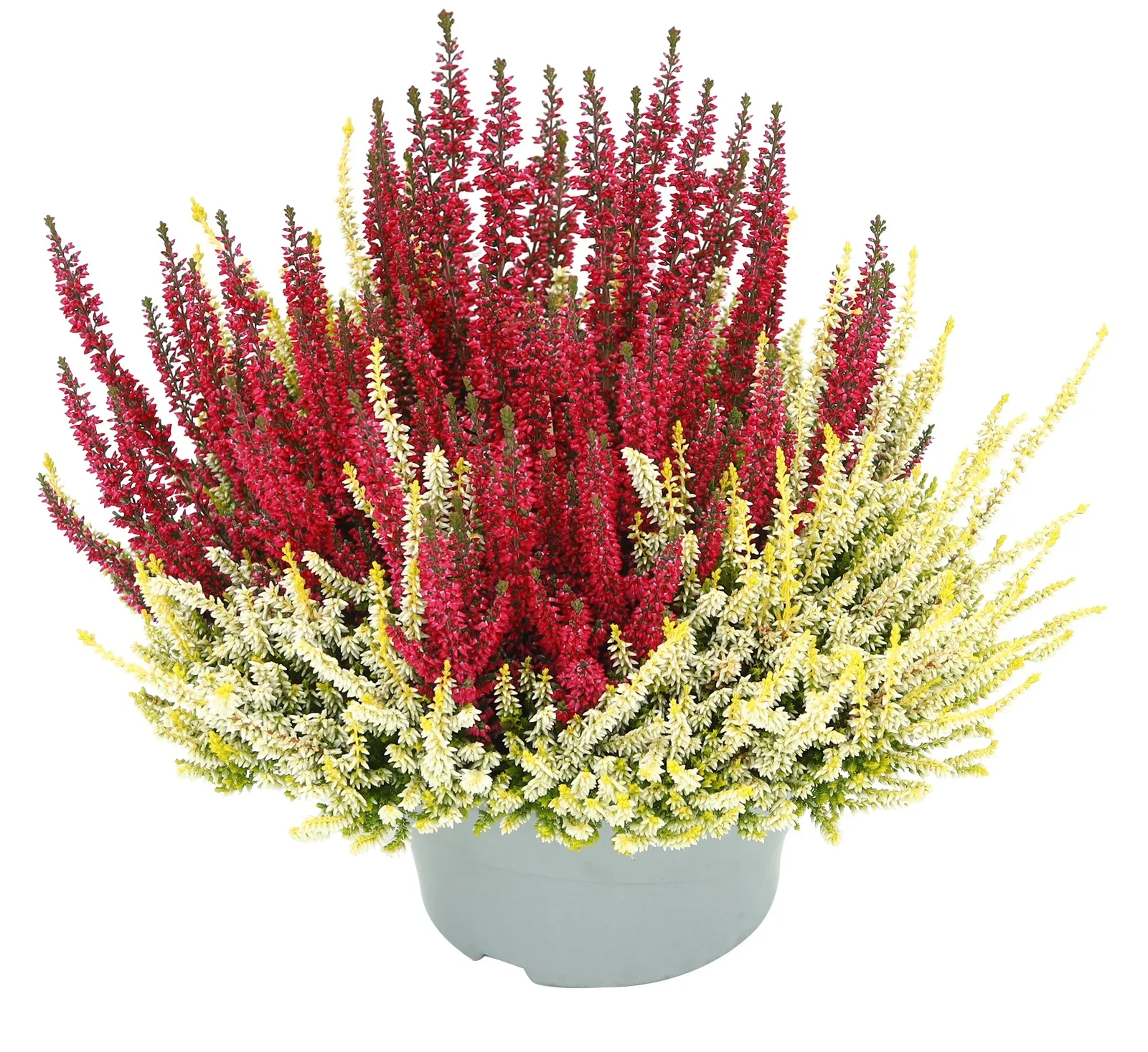 Calluna  'Colour Crown' 23 cm