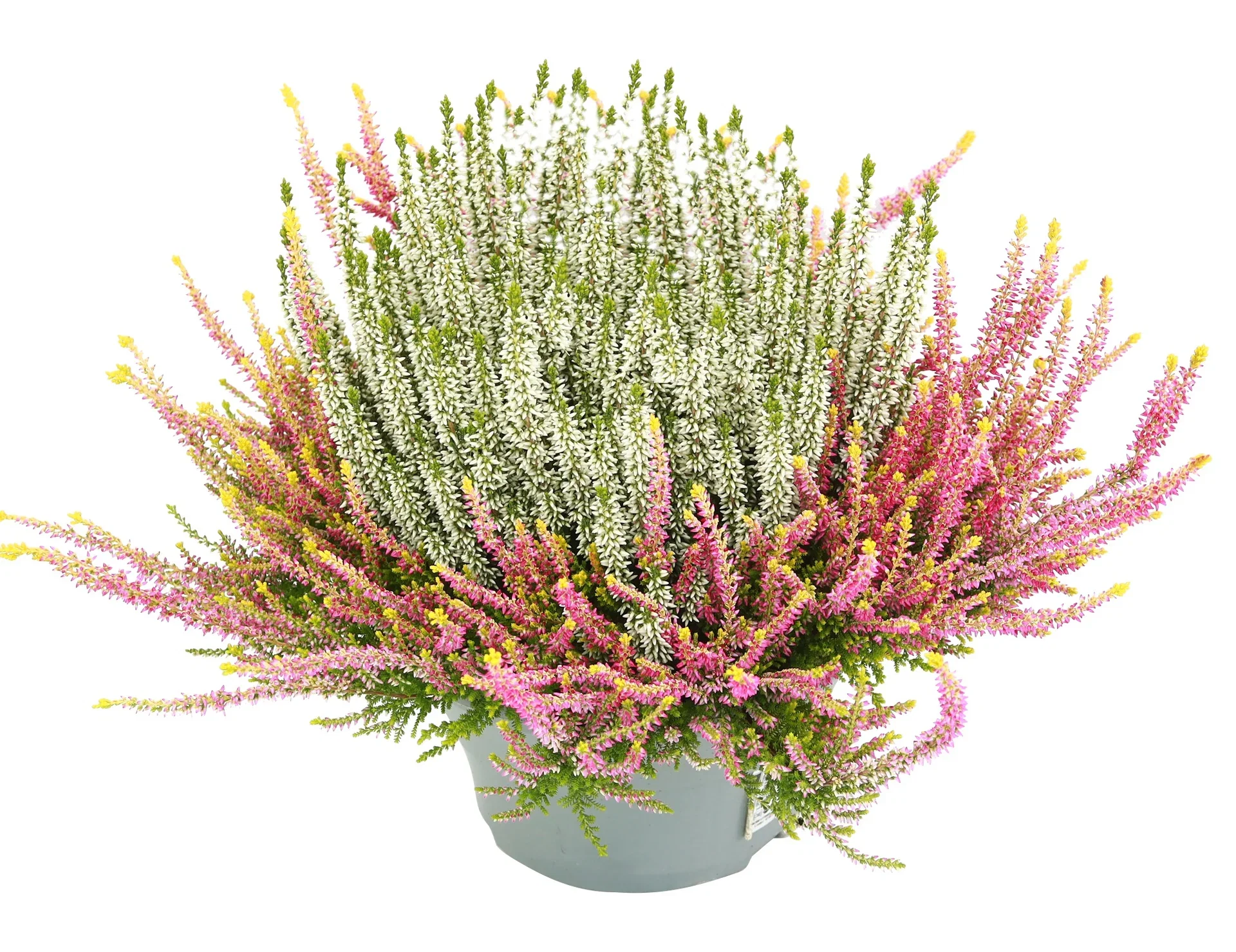 Calluna  'Colour Crown' 23 cm