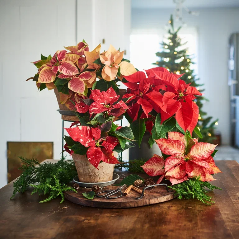 Christmas star - facts and advice on care
