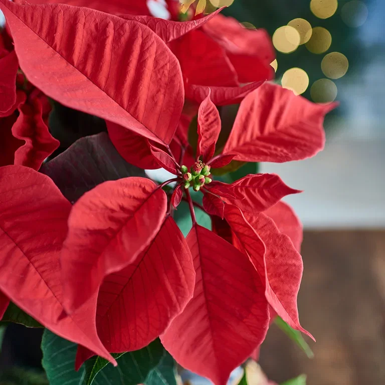 Christmas star - facts and advice on care