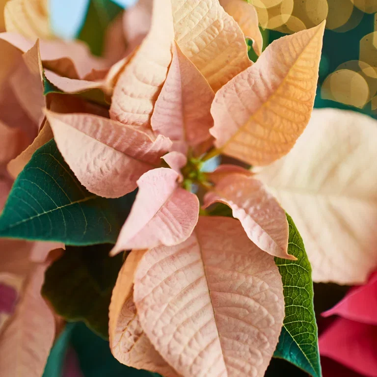Christmas star - facts and advice on care