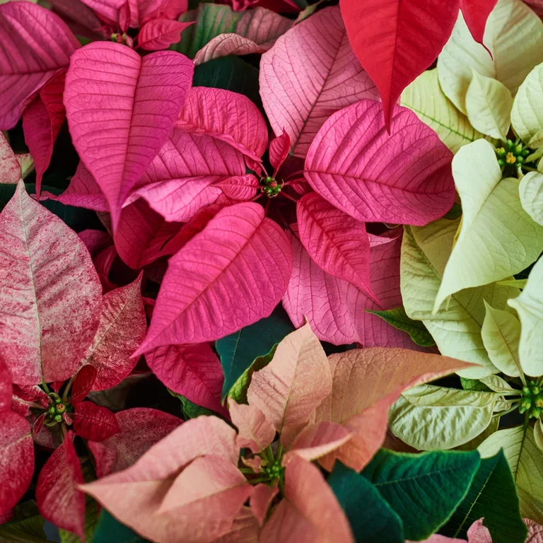 Christmas star - facts and advice on care