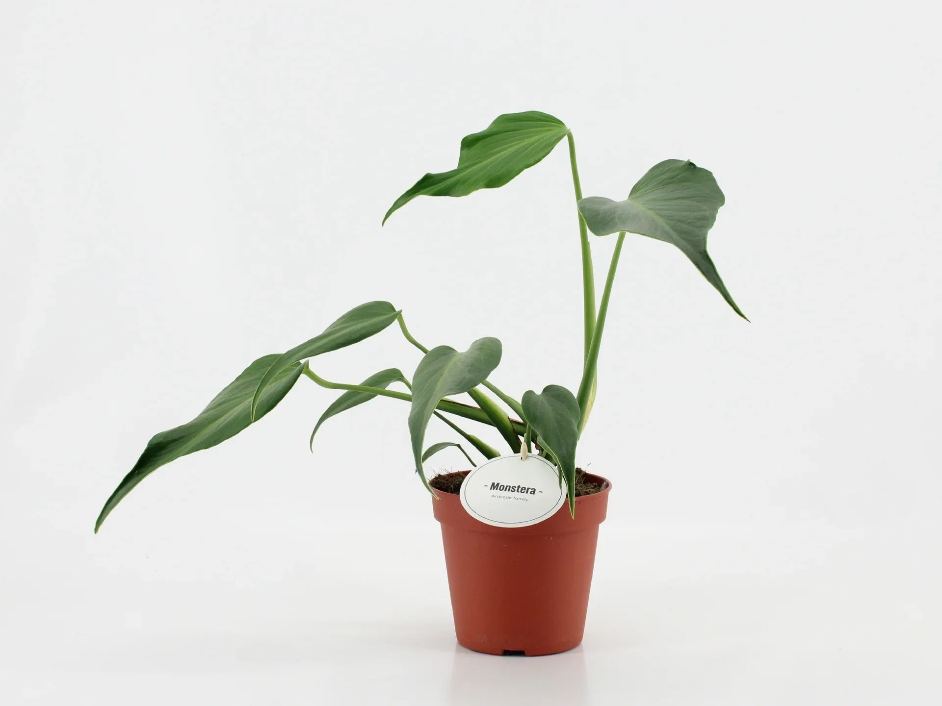 Monstera 'Burle Marx Flame'