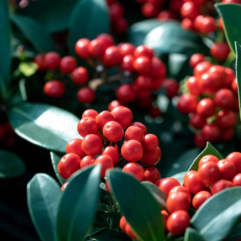 Japanese skimmia