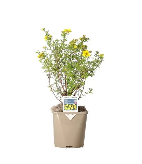 Buskmure 'Goldfinger'