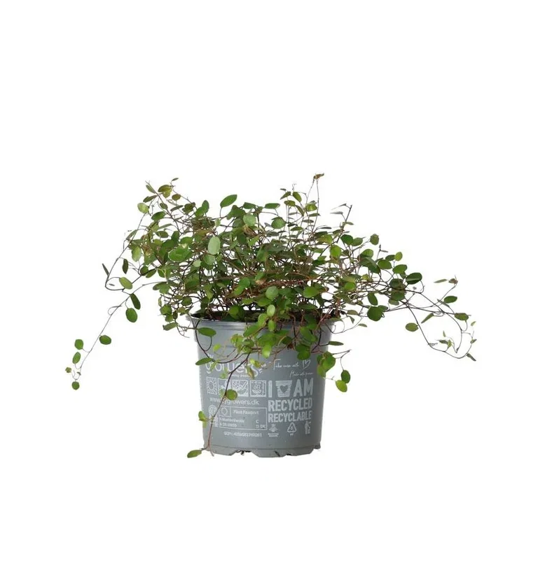Muehlenbeckia Complexa potteplante