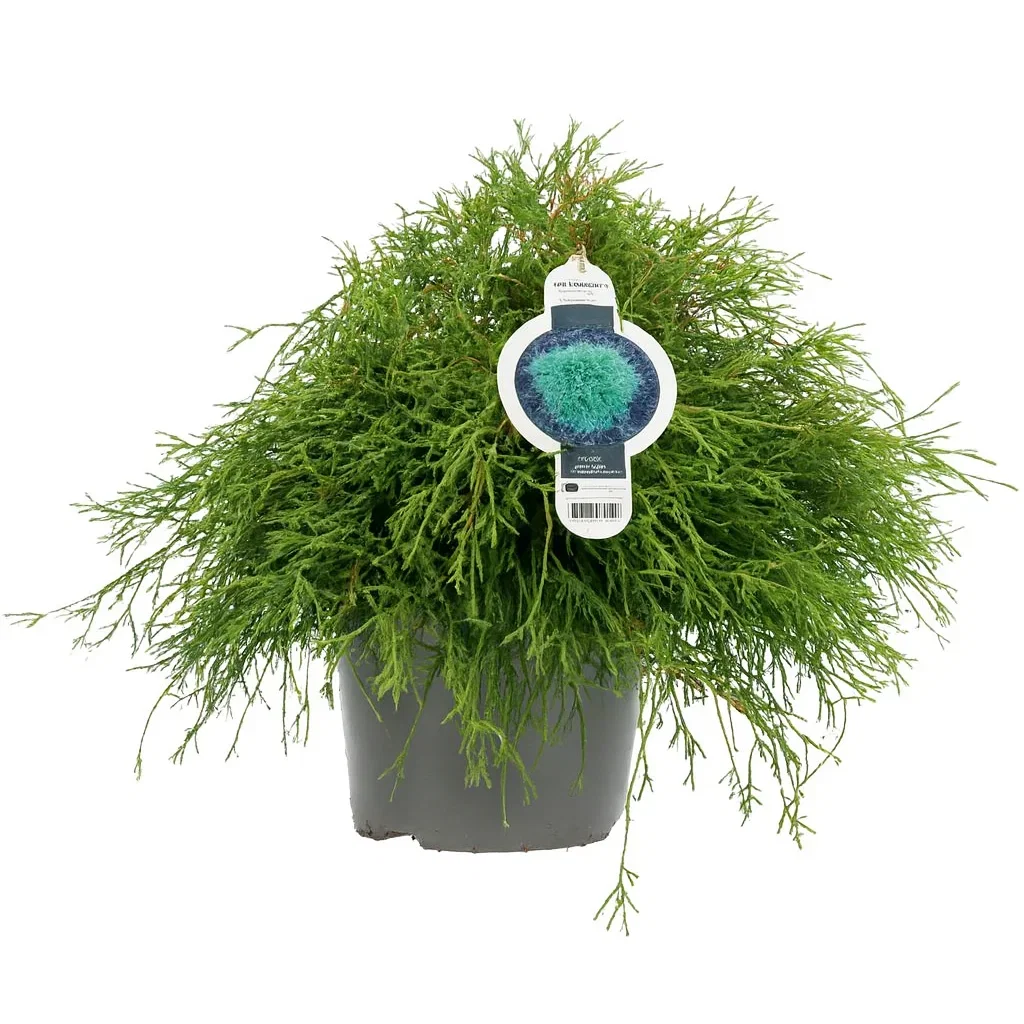 Trådsypress 'Filifera Nana'