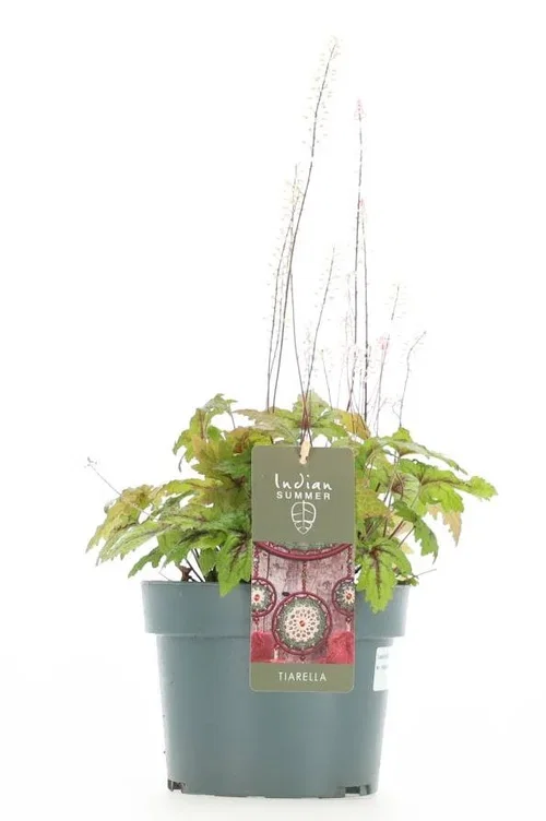 Tiarella 'Spring Symphony' Plant