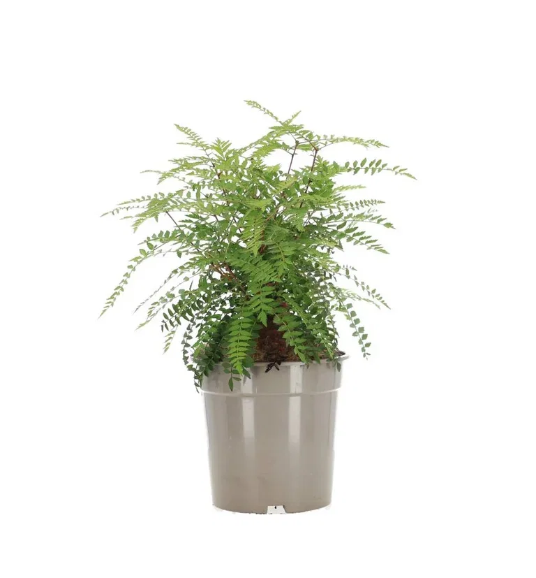 Sorbus Koehneana Shrub