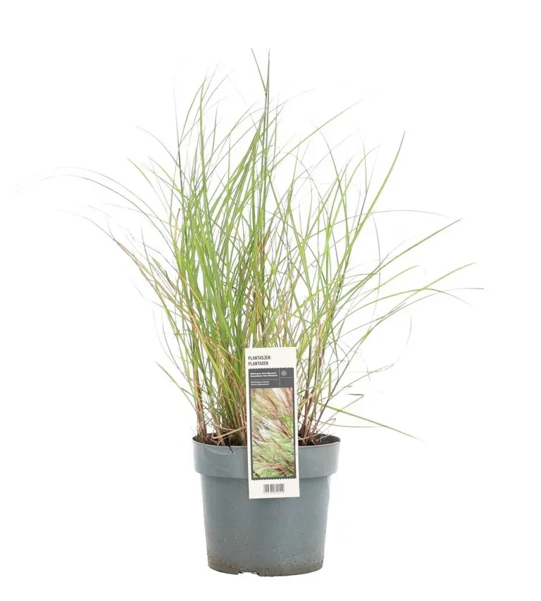 Miscanthus sinensis 'Kleine Silberspinne' Flerårig gress
