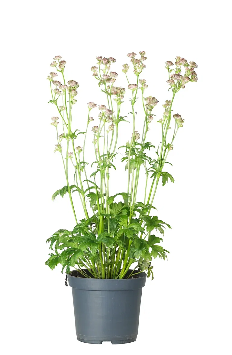 Astrantia major 'Roma' 19cm
