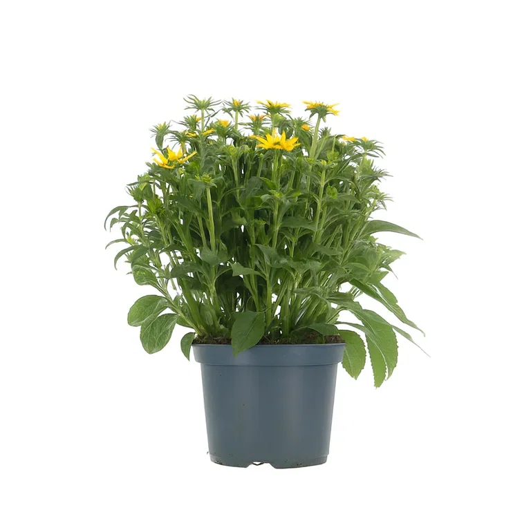 Praktsolhatt 'Little Goldstar'