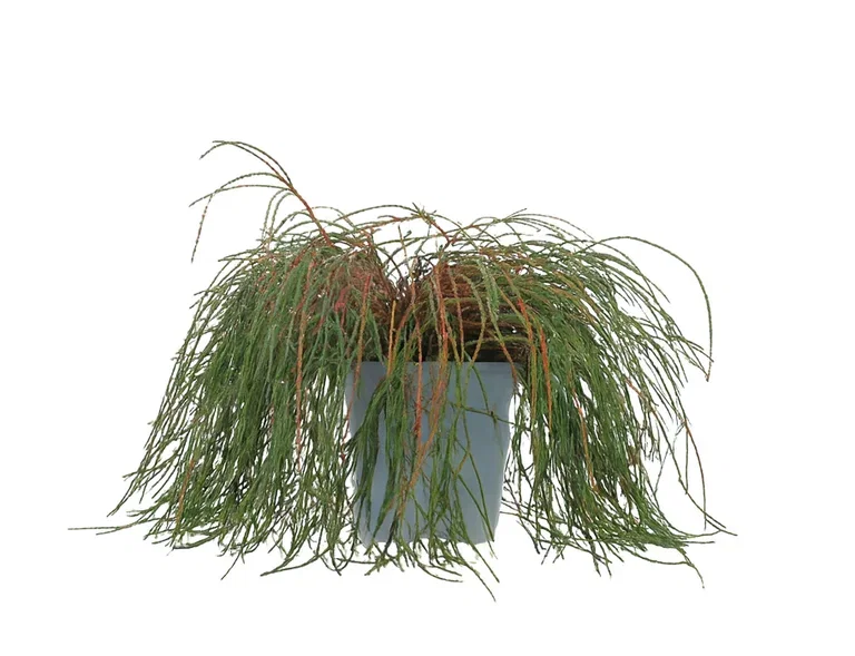 Thuja plicata 'Whipcord' 30-40cm 22cm