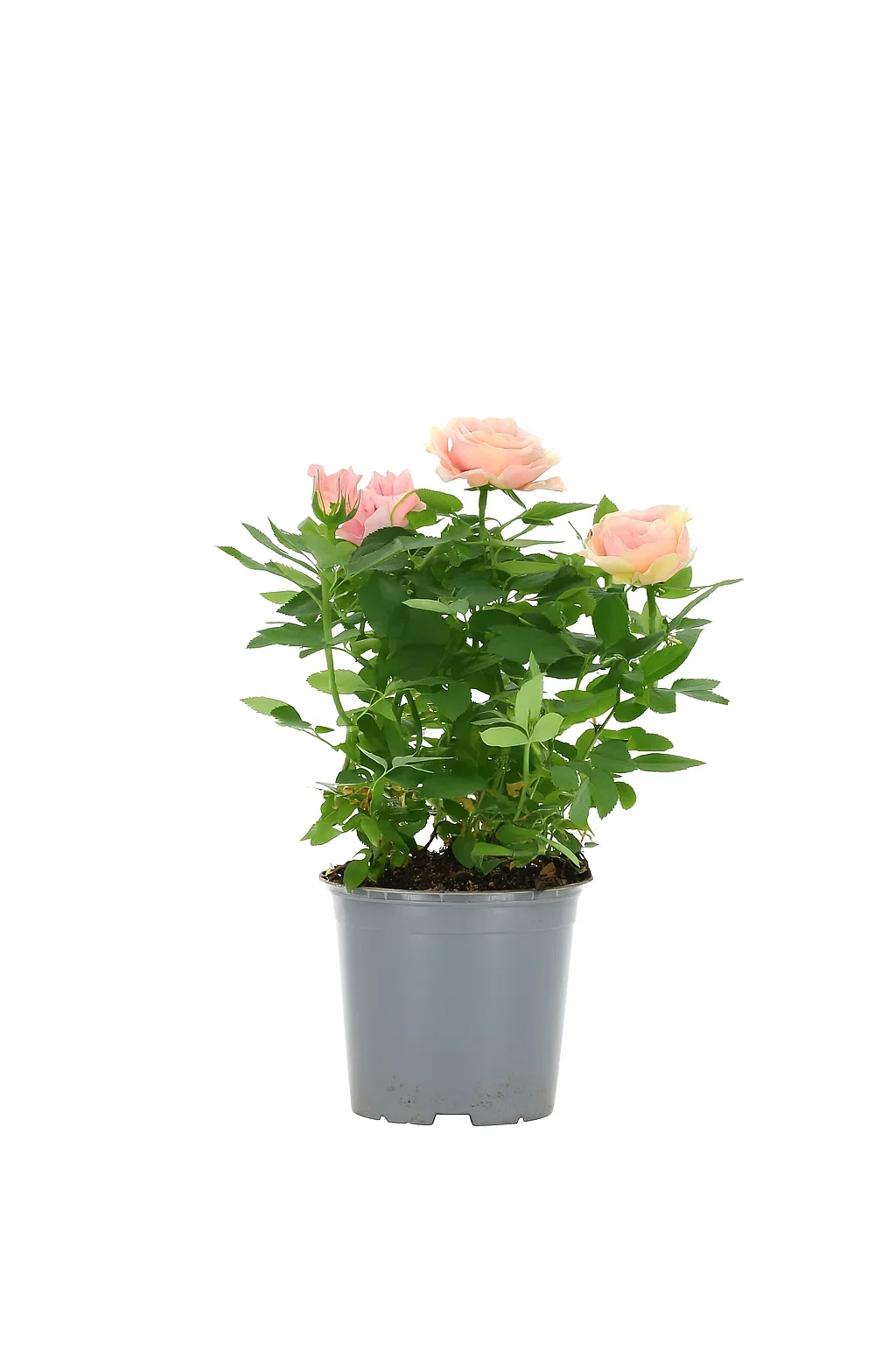 Rosa Forever Orange 12 cm