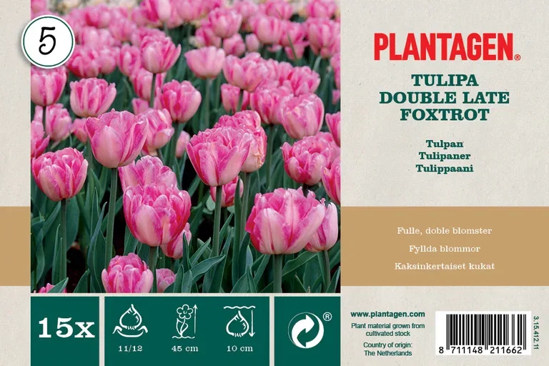 Tulipan 'Foxtrot' - 15 stk