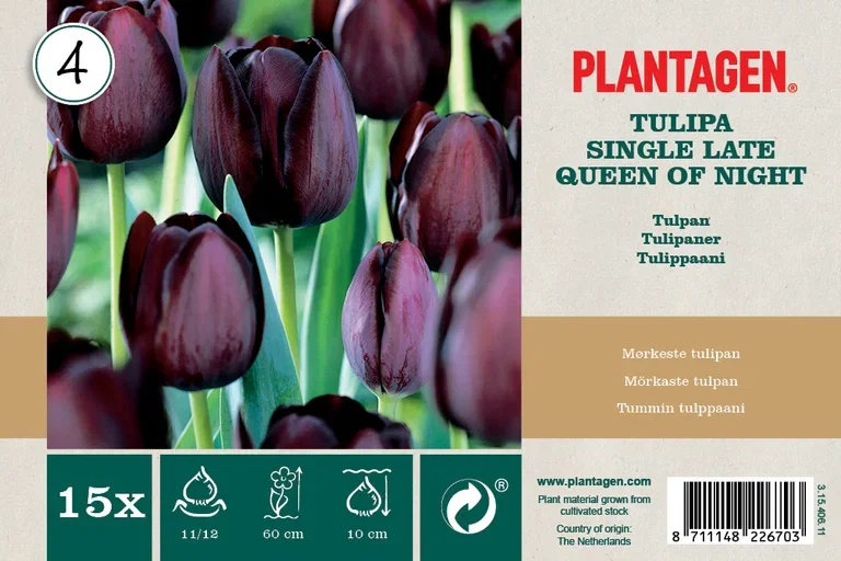 Tulipa Queen of Night - 15 bulbs