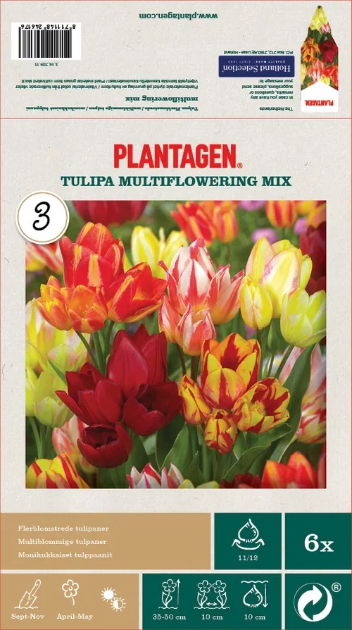 Tulipan flerblomstret, miks