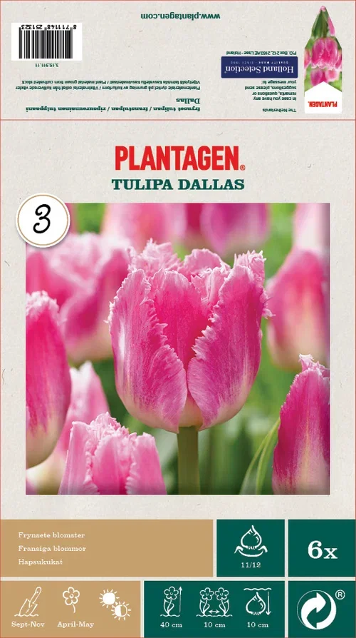 Tulipan 'Dallas' - 6 stk