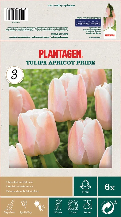 Tulipa Darwin Hybrid Apricot Pride - 6 bulbs