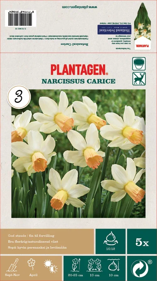 Plantagen Narcissus 'Carice' Bulbs - 5 bulbs