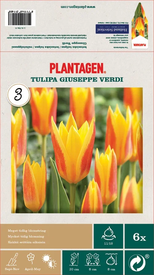 Tulipa Giuseppe Verdi 11/12 - 6 bulbs