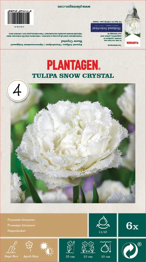 Tulipan 'Snow Crystal' - 6 stk