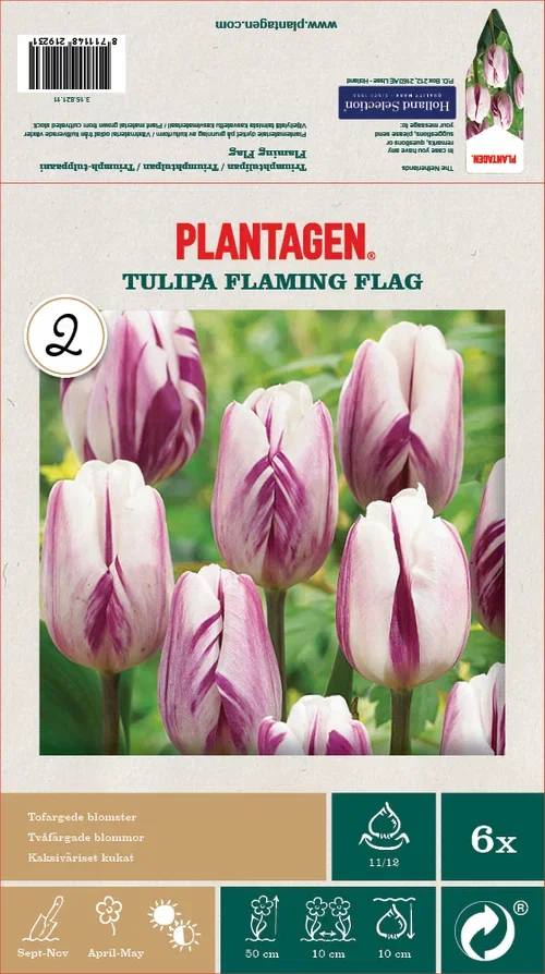 Tulipan 'Flaming Flag' - 6 stk