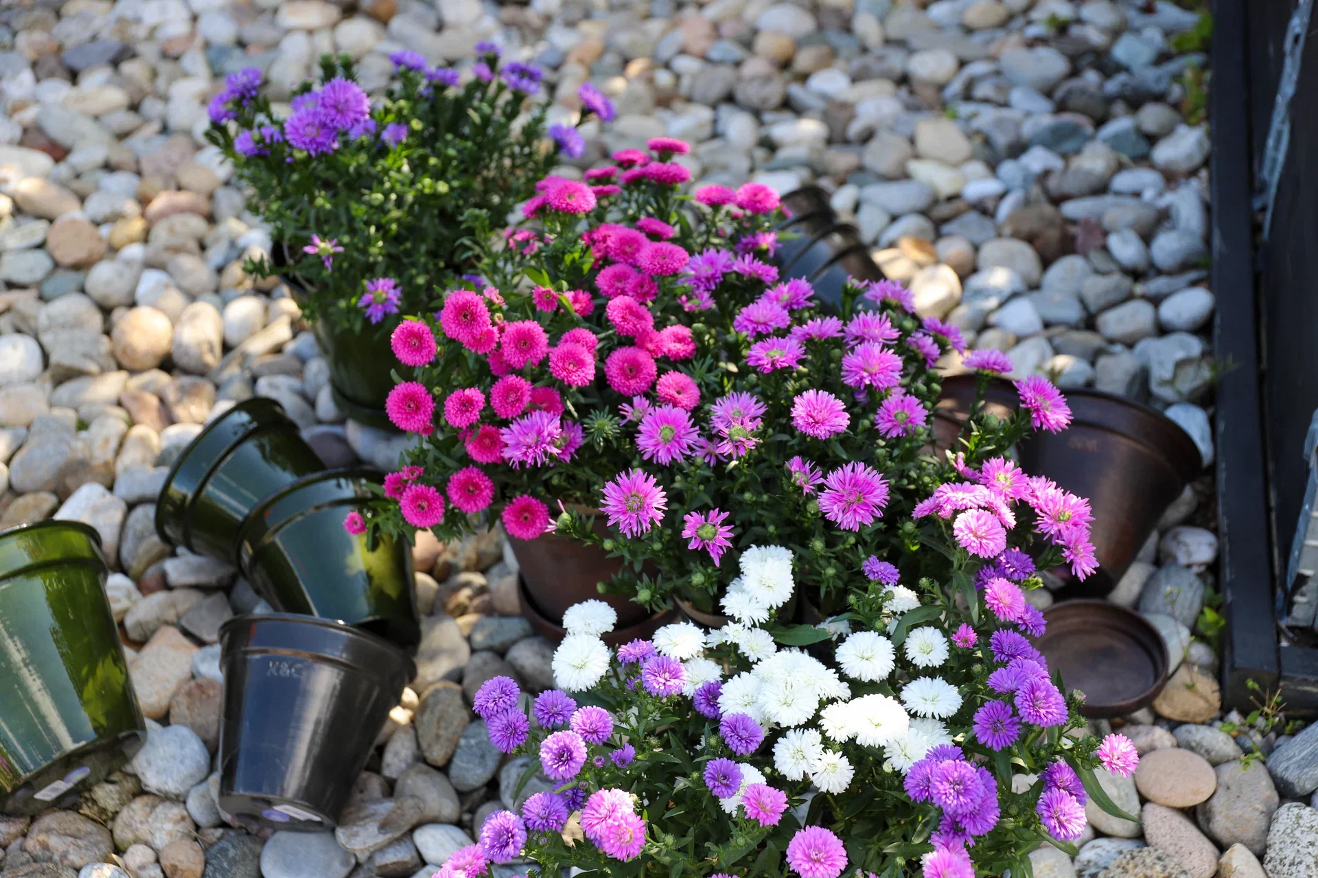 Asters – planting og stell 