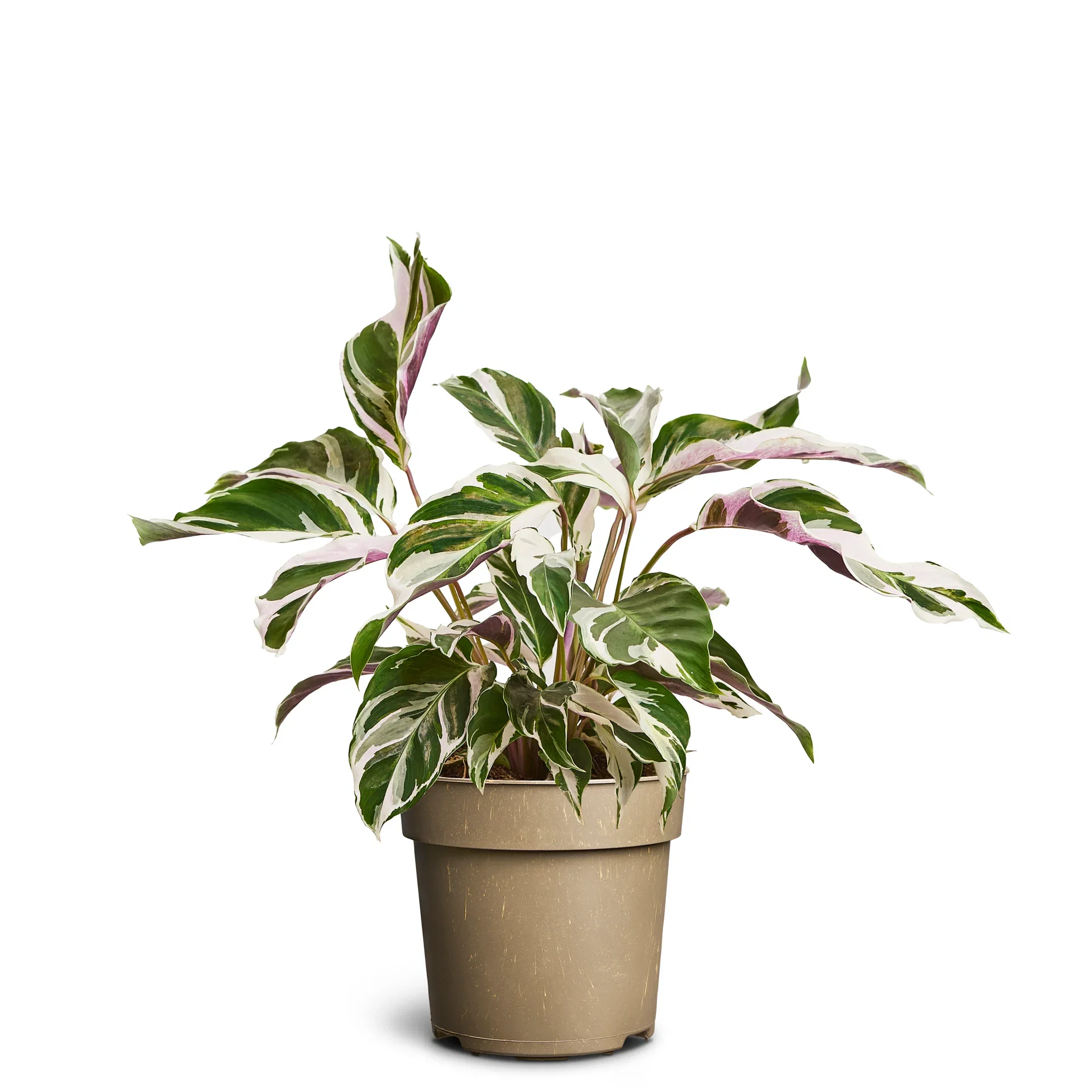 Calathea 'White Miracle'