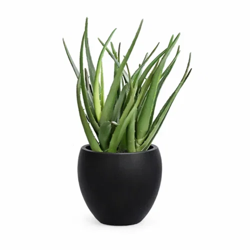 Alovera plante i potte kunstig