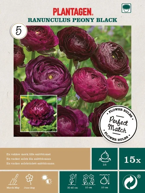 Perfect Match - Ranunculus Peony Black - mørk lilla
