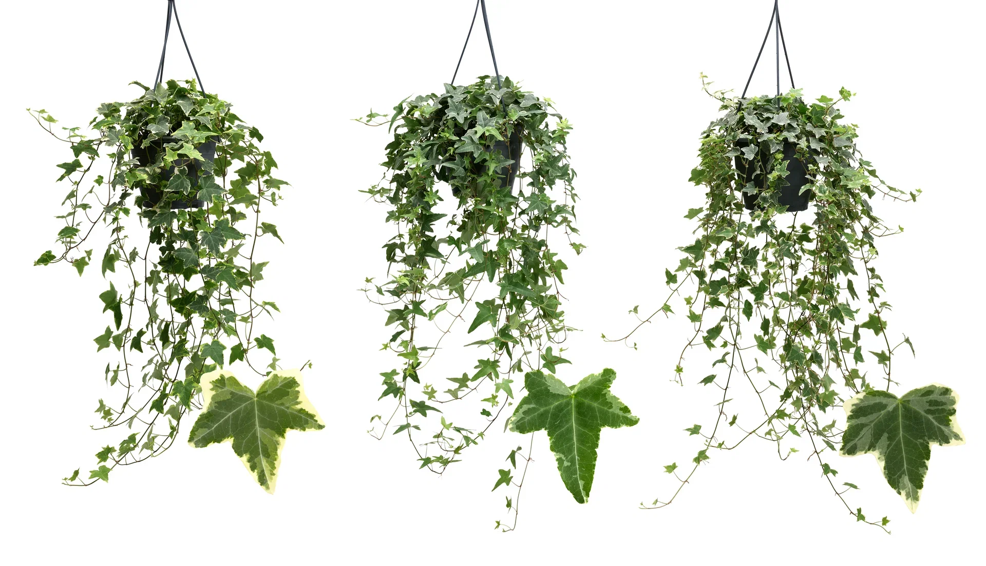 Ivy 'Variegata' in hanging basket