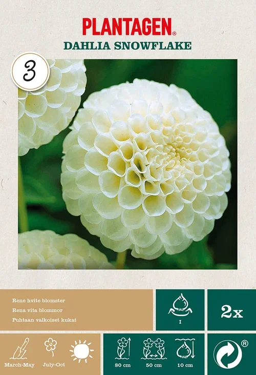 Dahlia Pompon Snowflake