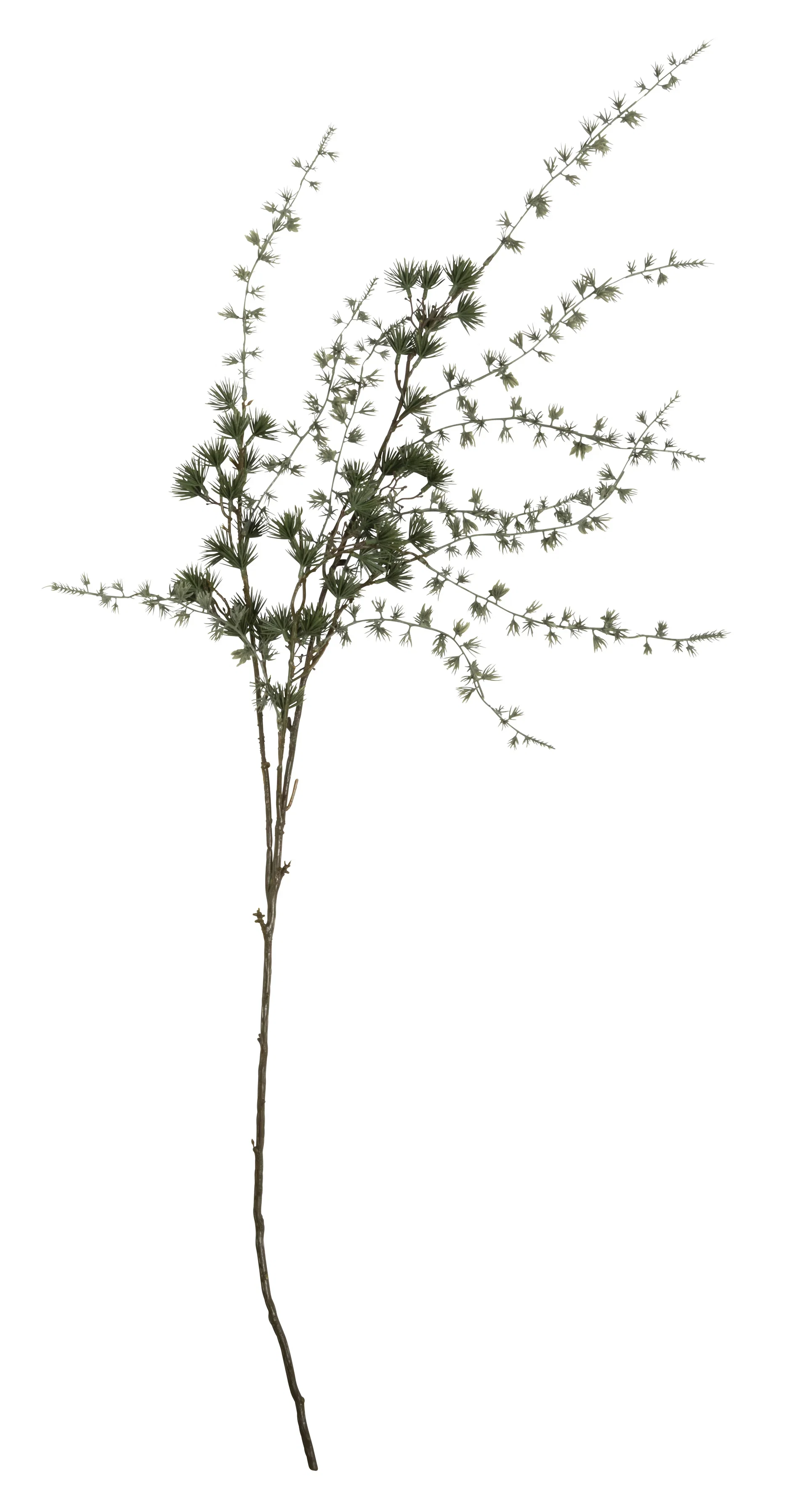 Larch branch H120 green
