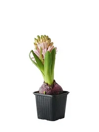 Hyacinthus 17+ Pink 7 cm
