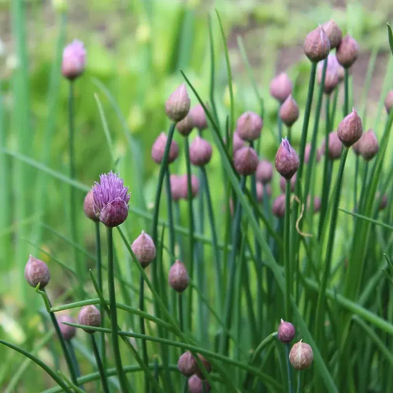 Perennial vegetables - simple and exciting