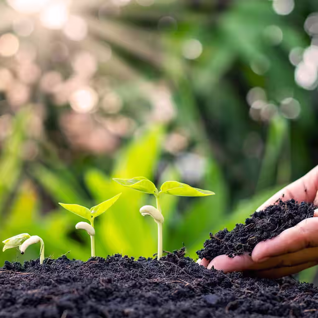 Så frø i høst og nyt blomster til våren