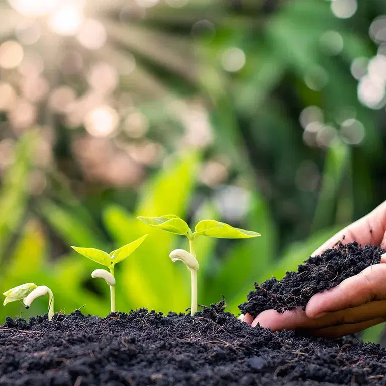 Plant seeds in the autumn and enjoy flowers in the spring.