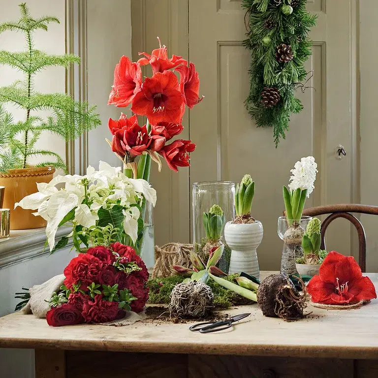 Gi nytt liv til julens blomster – plant om eller ut