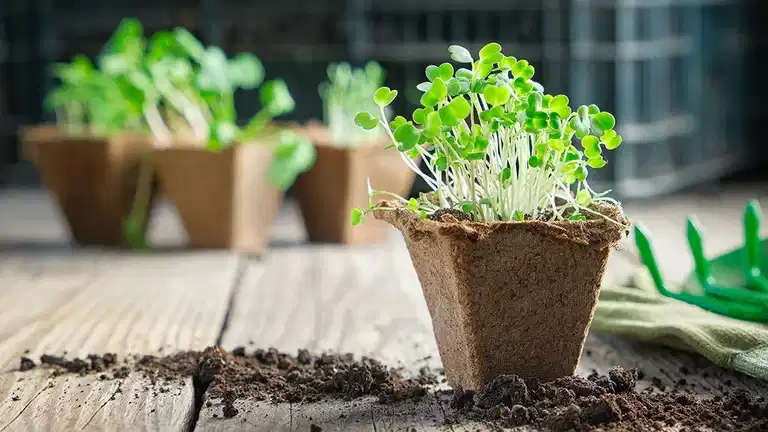 March - this is what you can sow and cultivate