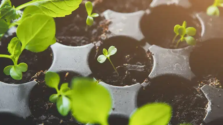 April - this is what you can sow and cultivate