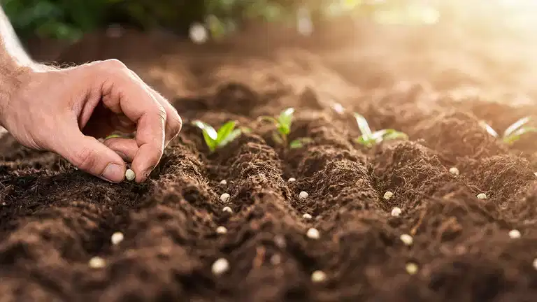 May - this is what you can sow and grow