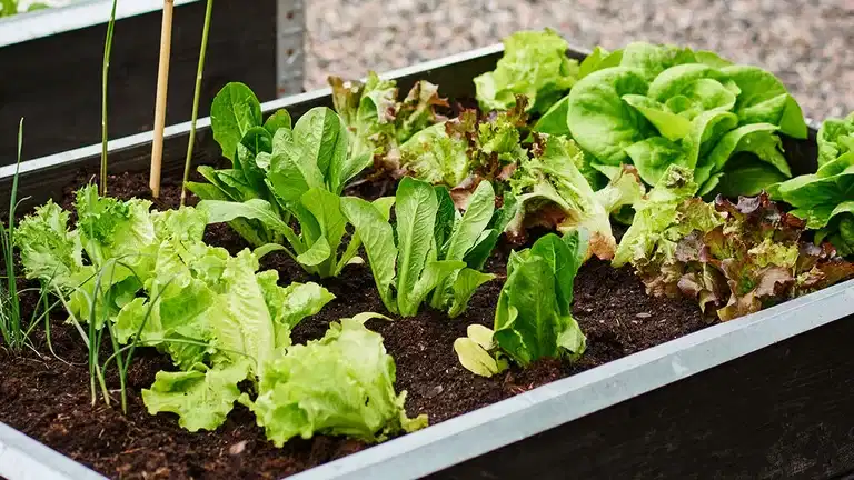 June - this is what you can sow and cultivate