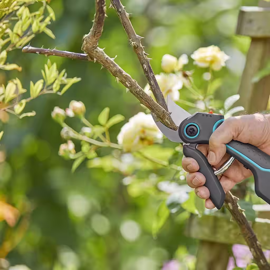 JAS – den beste tiden for beskjæring